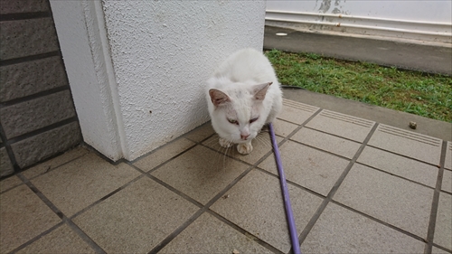 21日・トラが住みついちゃった・・・